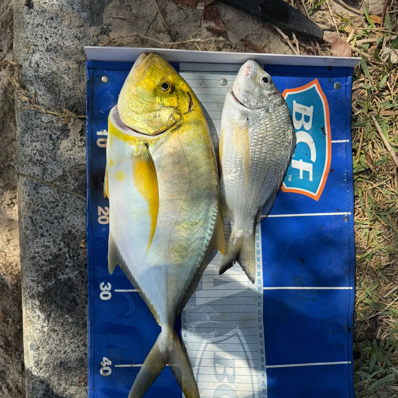 The most recent Golden trevally catches on Fishbrain