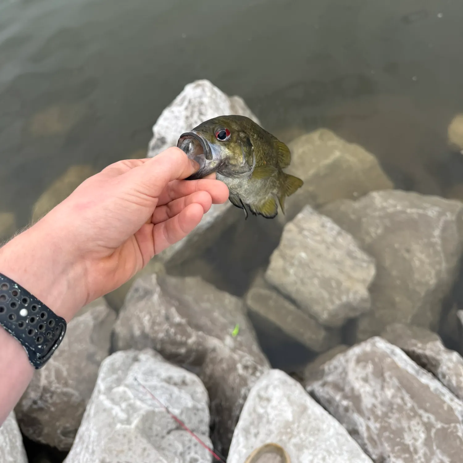 The most recent Redspotted sunfish catches on Fishbrain