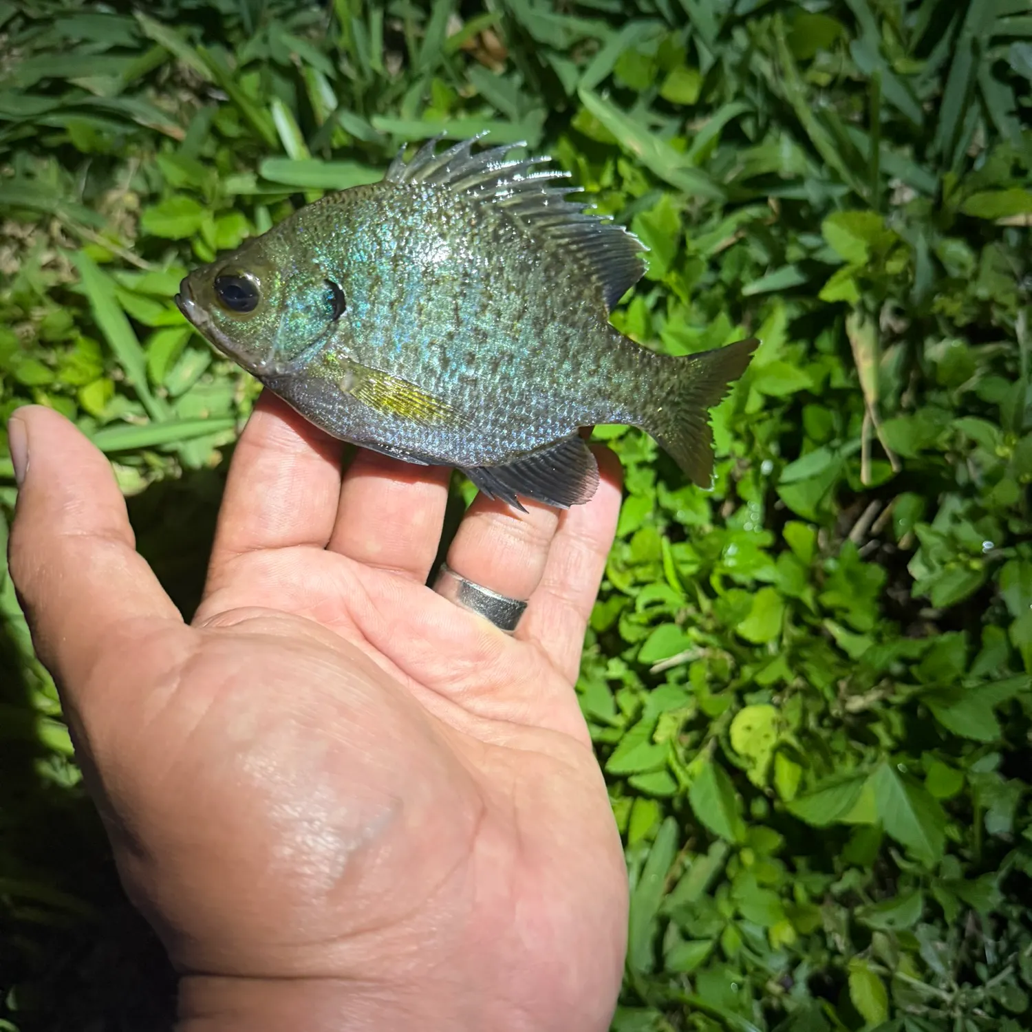 Bluegill caught on Fishbrain