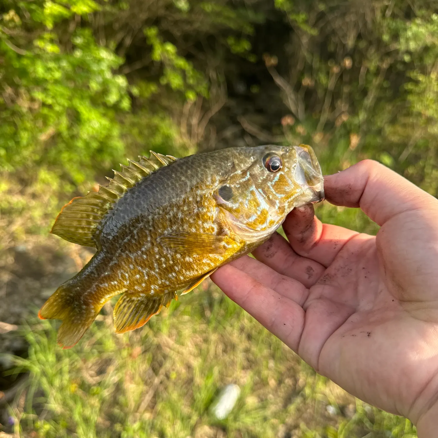 The most recent Warmouth x green sunfish catches on Fishbrain
