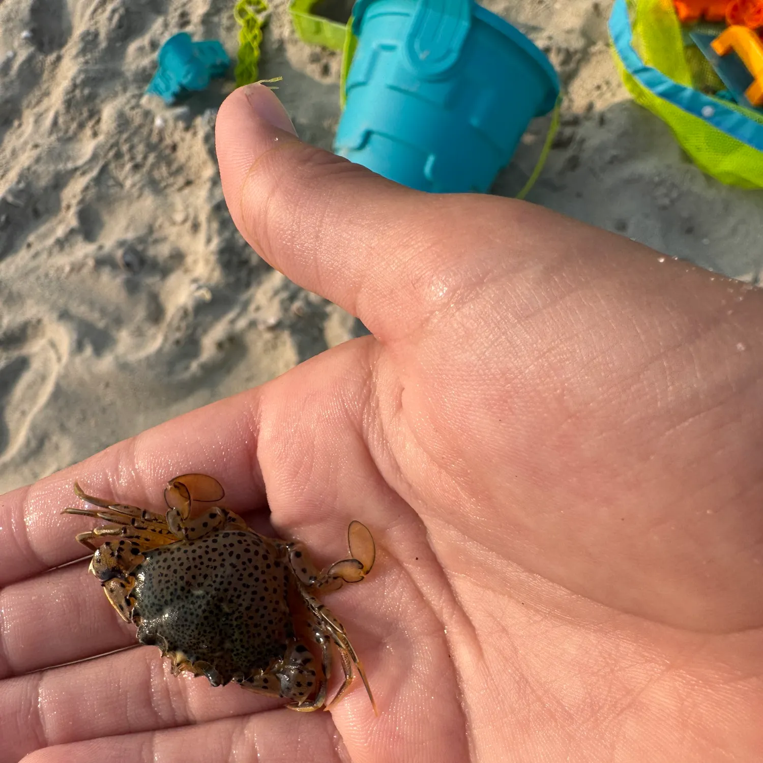 The most recent Threespot swimming crab catches on Fishbrain