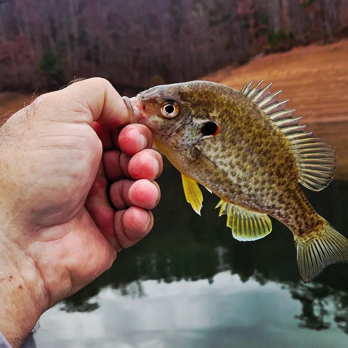 The most recent Redear sunfish catches on Fishbrain