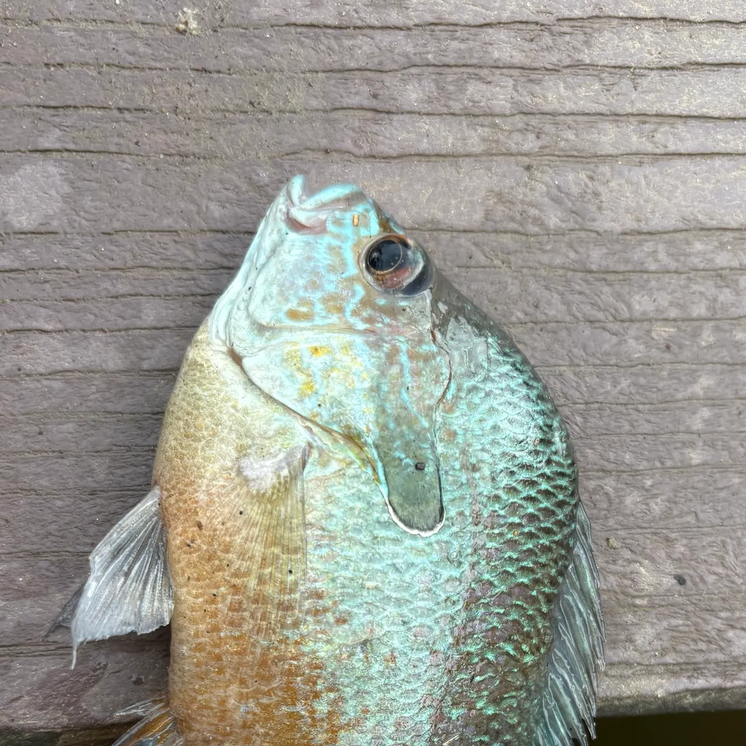 Longear sunfish caught on Fishbrain