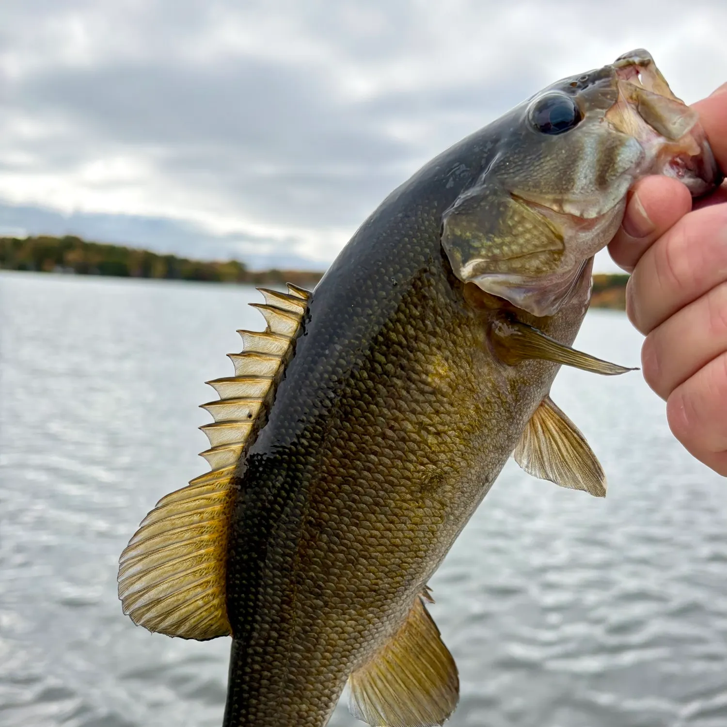Smallmouth bass caught on Fishbrain