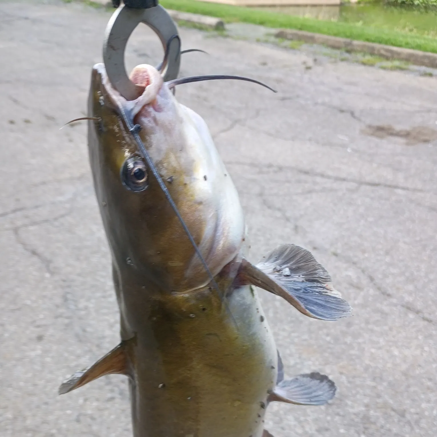 catch