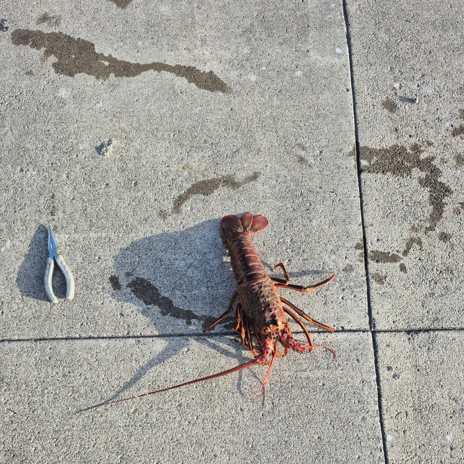 The most recent Caribbean spiny lobster catches on Fishbrain