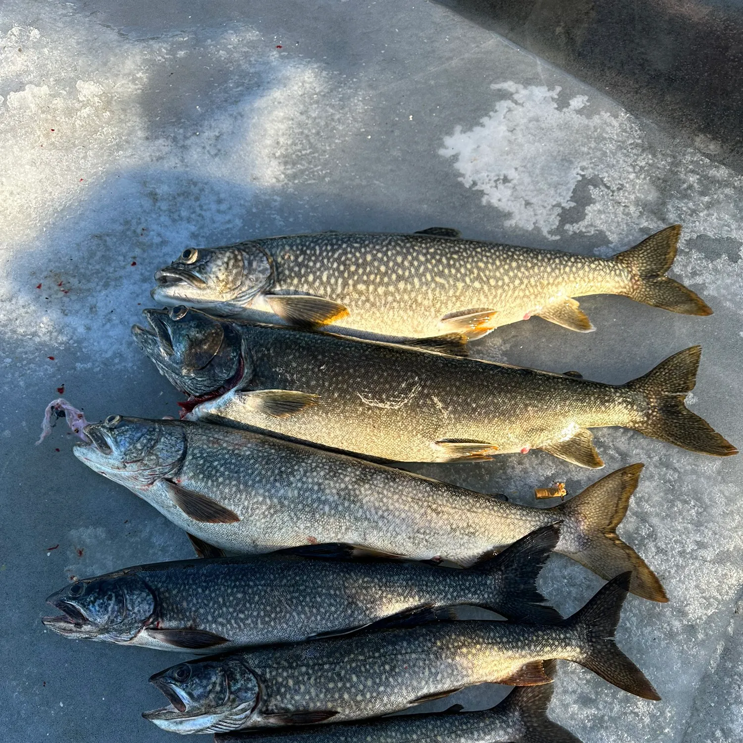 recently logged catches