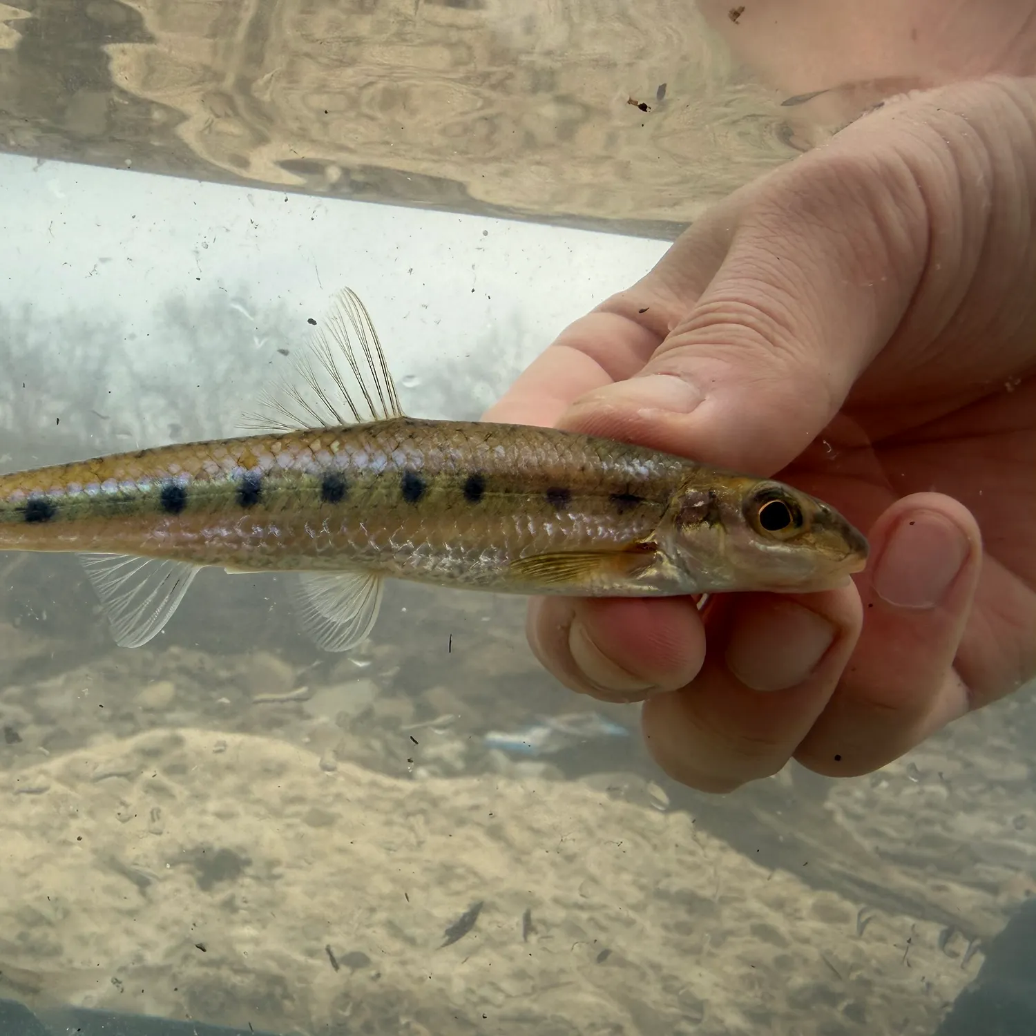 The most recent Streamline chub catches on Fishbrain