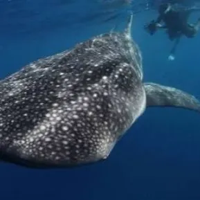 The most recent Whale shark catches on Fishbrain