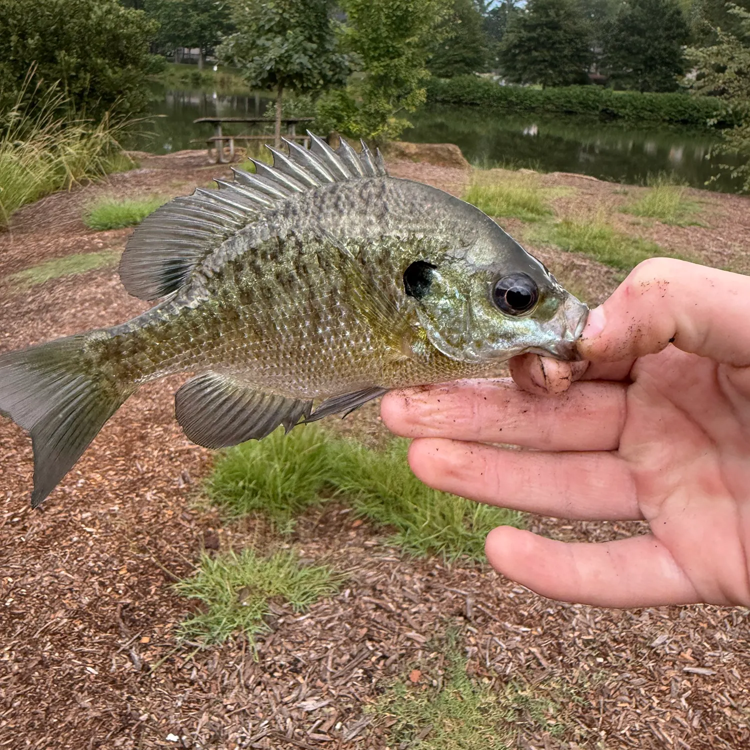 Bluegill caught on Fishbrain