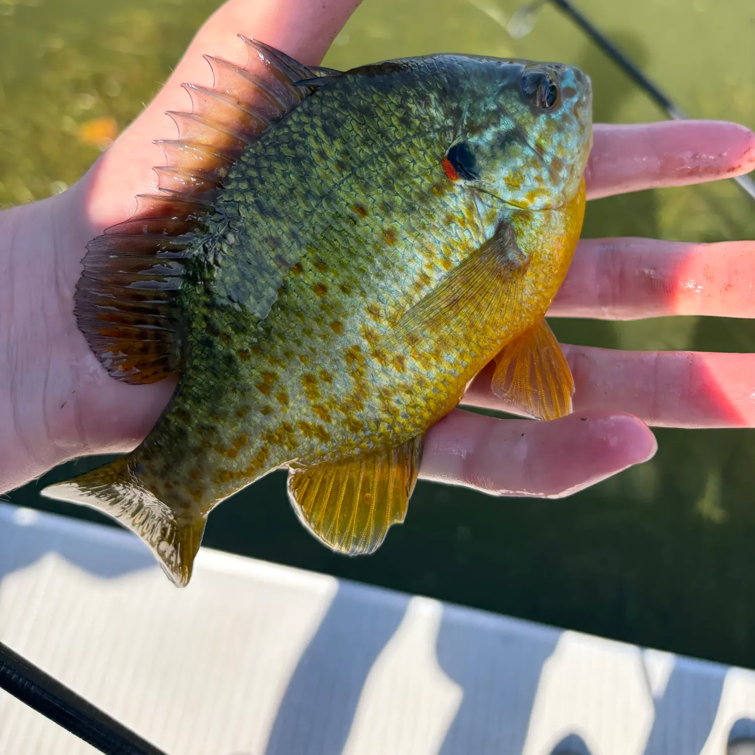 Pumpkinseed caught on Fishbrain