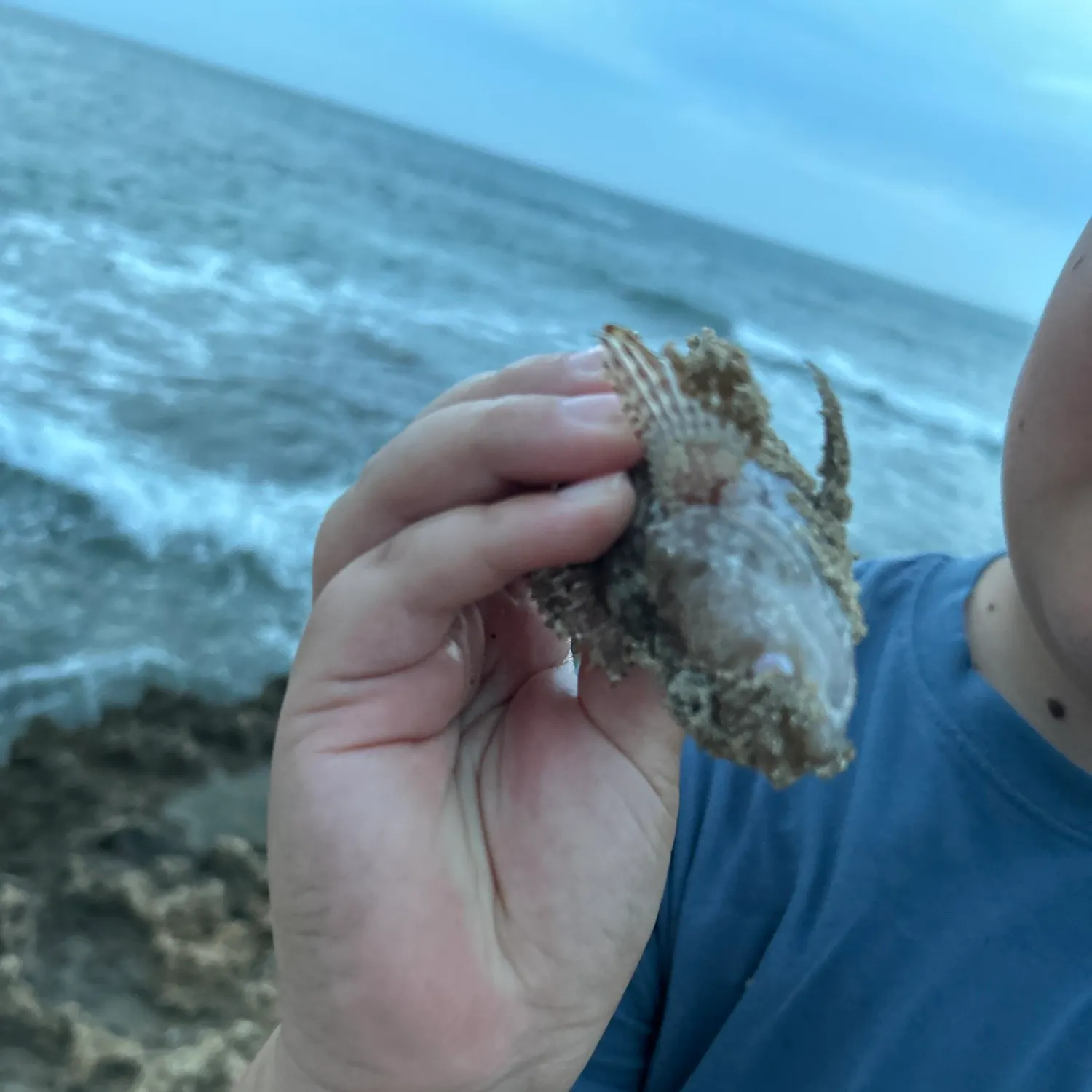 The most recent Spotted grouper catches on Fishbrain
