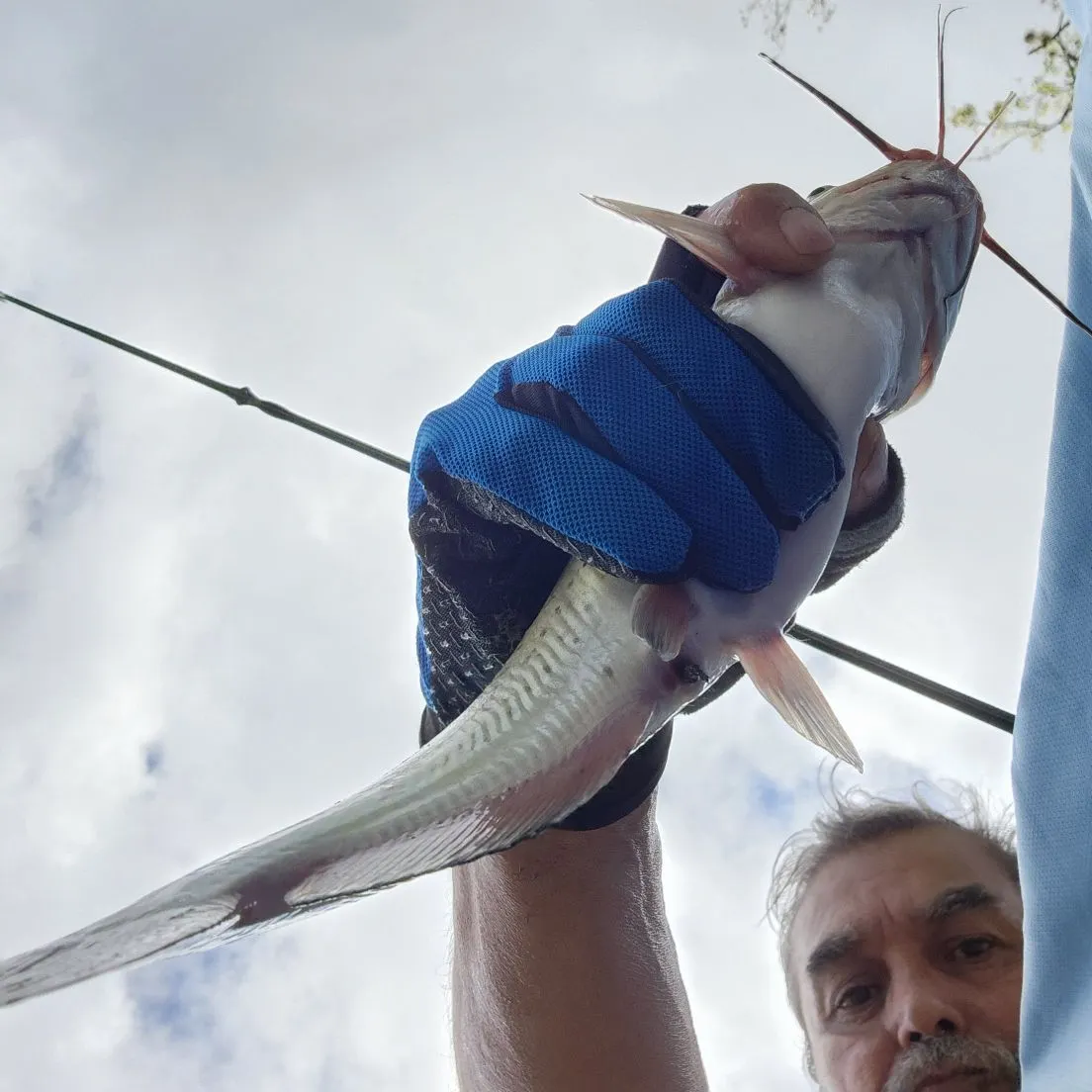 Channel catfish caught on Fishbrain