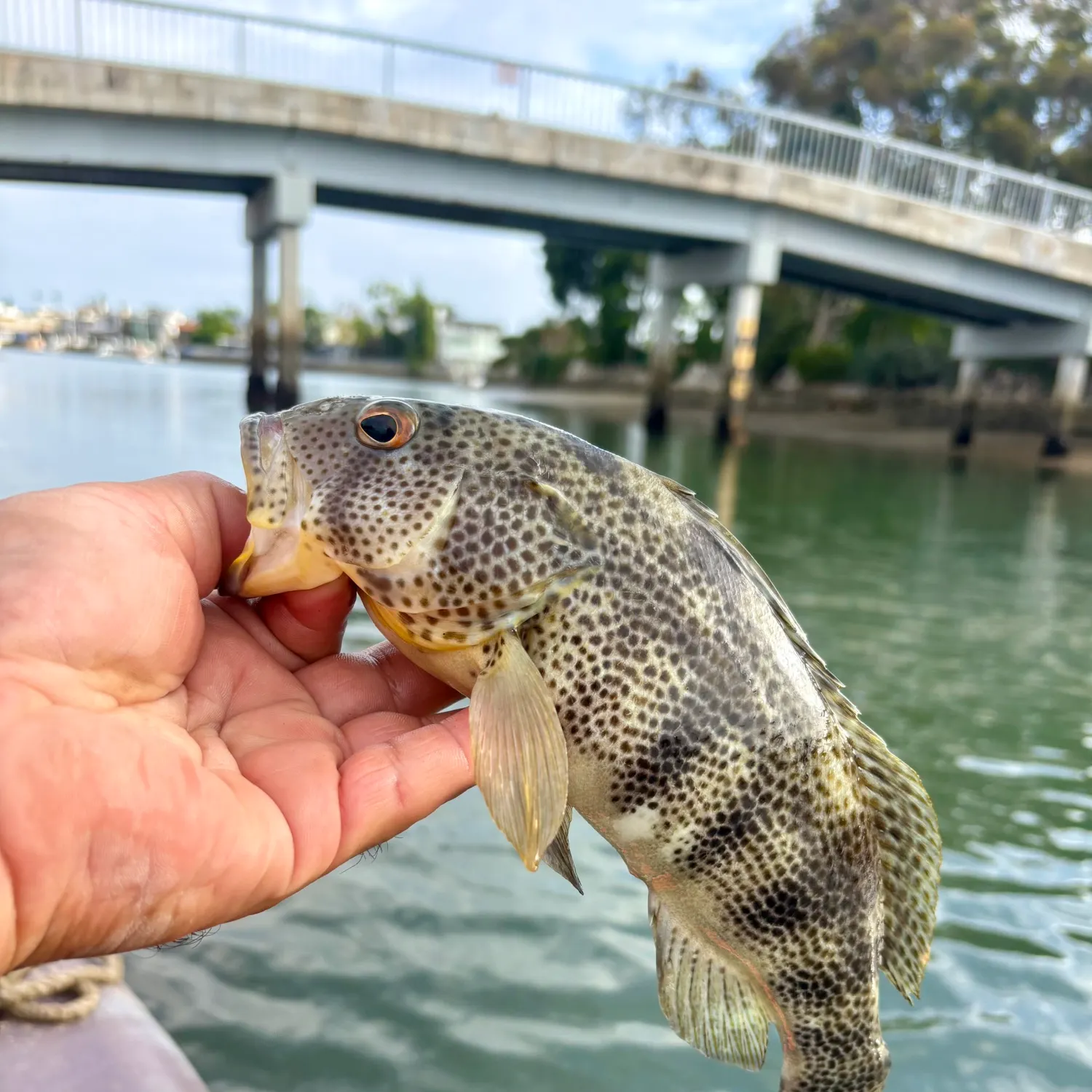 Spotted sand bass caught on Fishbrain