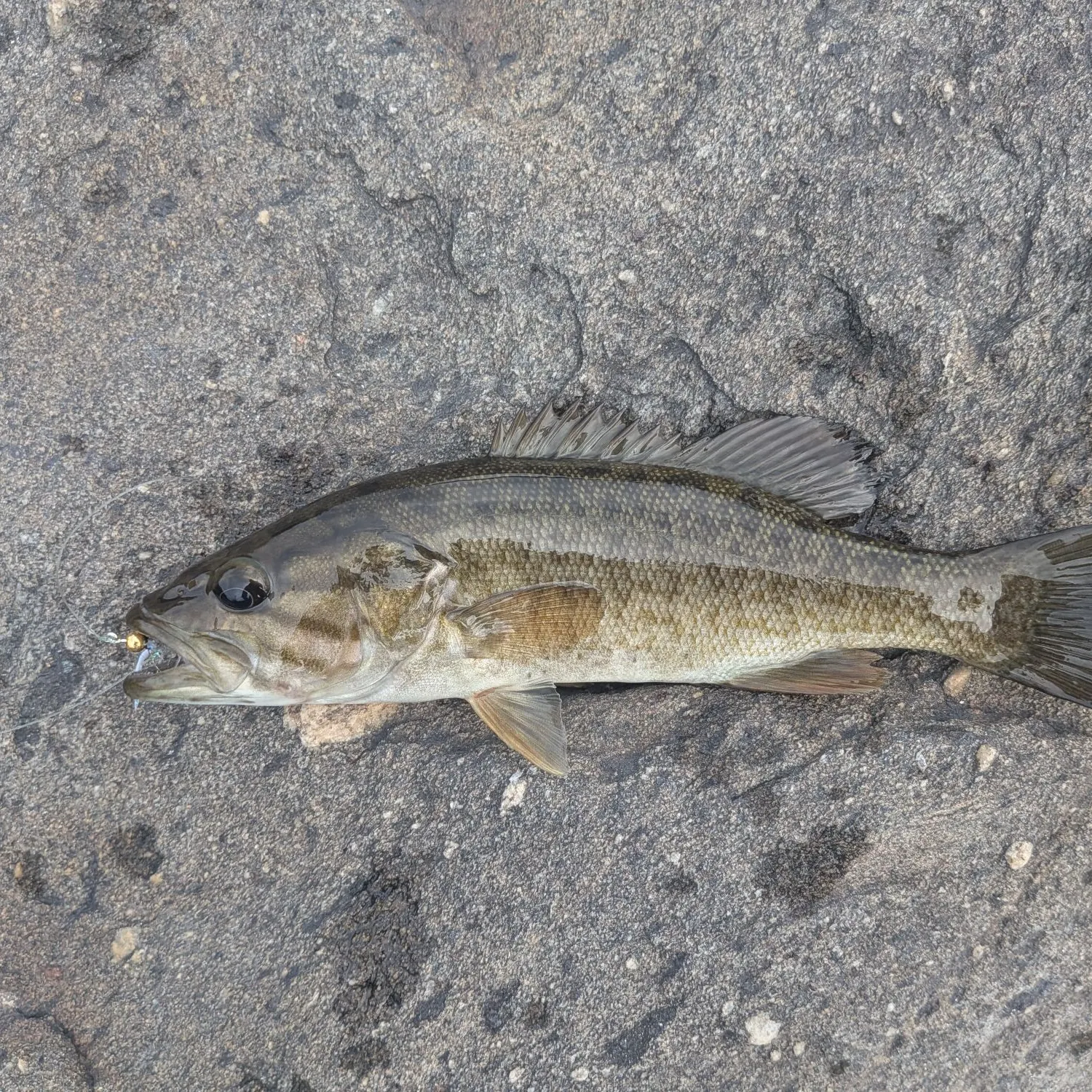 Smallmouth bass caught on Fishbrain