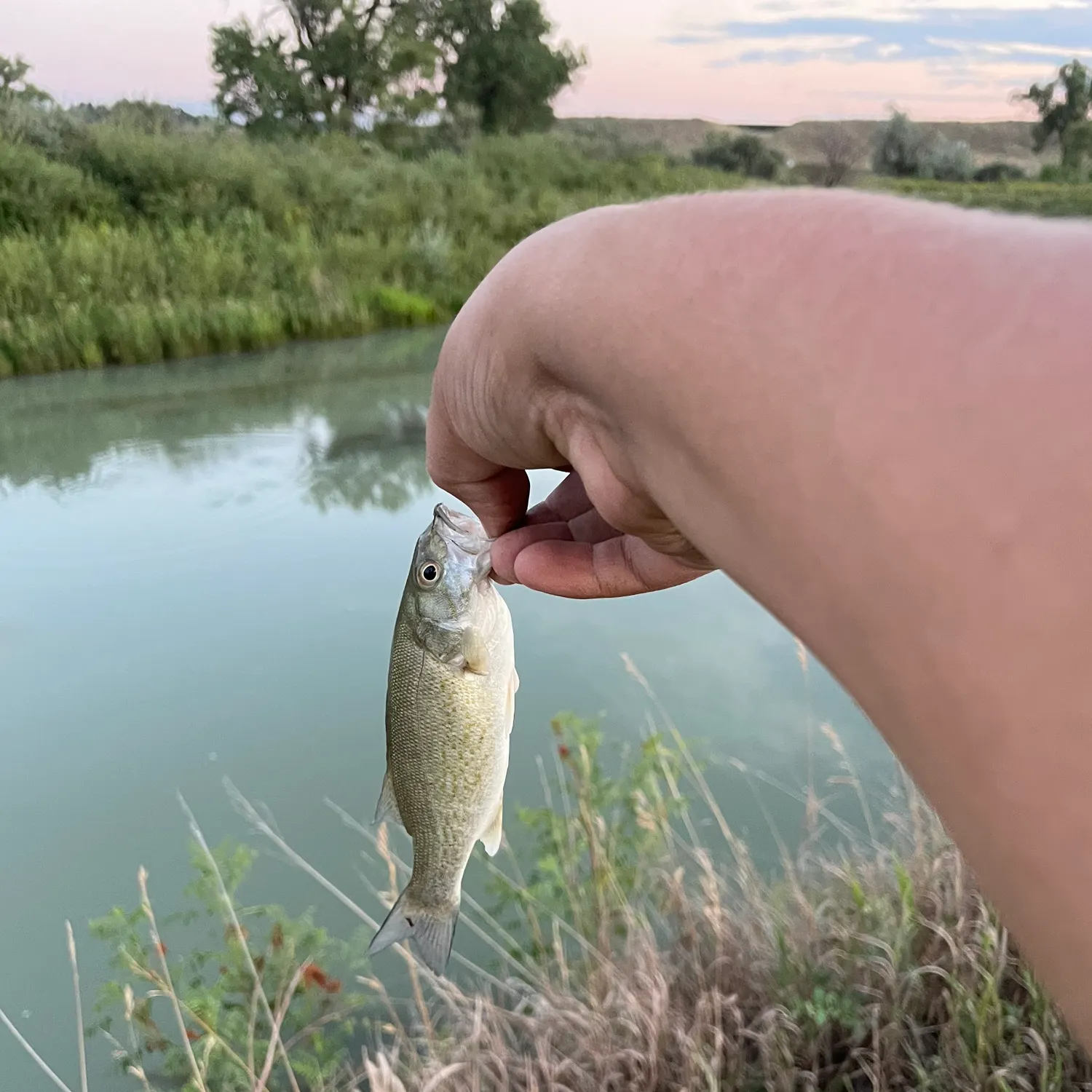 Fish caught on Fishbrain