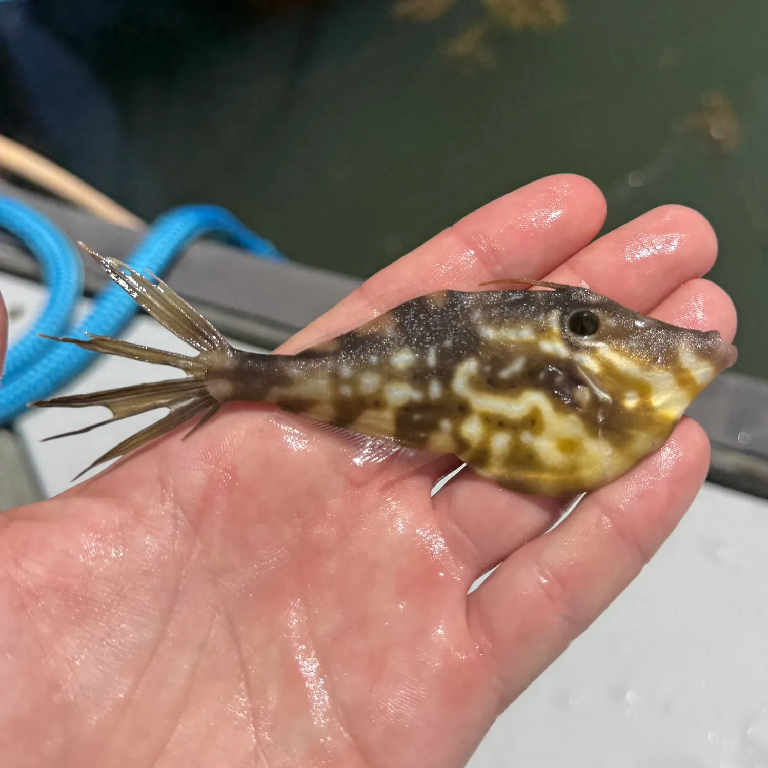 The most recent Orange filefish catches on Fishbrain