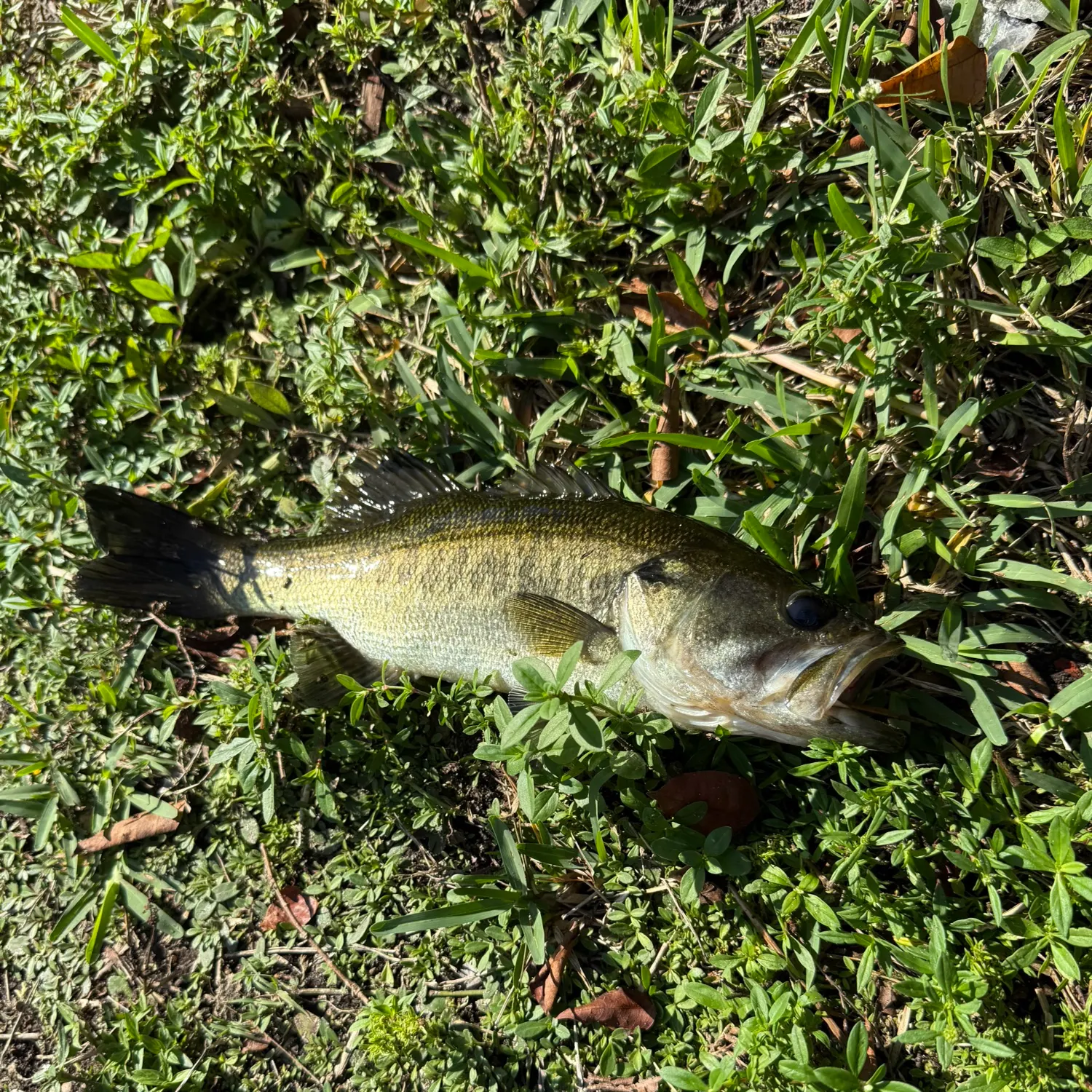 The most recent F1 bass catches on Fishbrain