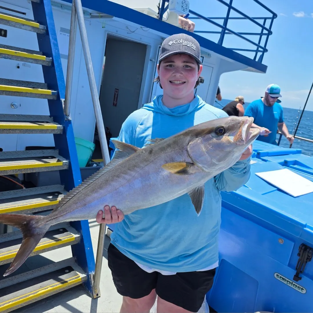 The most recent Greater amberjack catches on Fishbrain