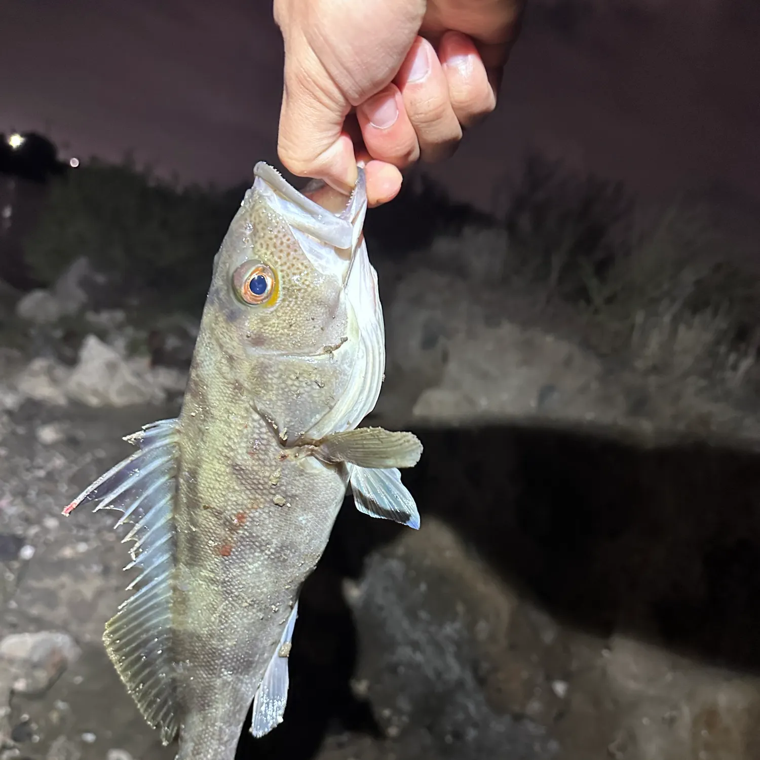 Barred sand bass caught on Fishbrain