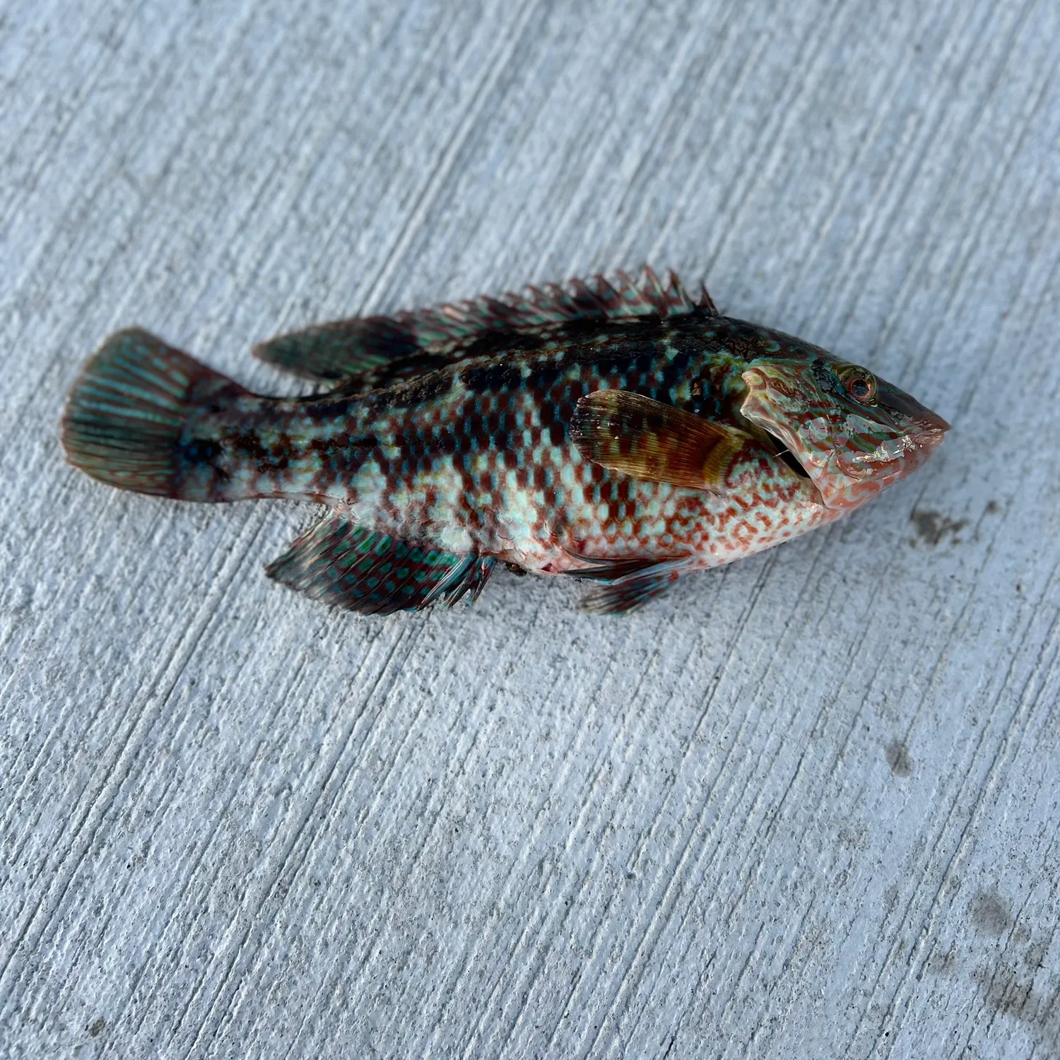 Corkwing wrasse caught on Fishbrain