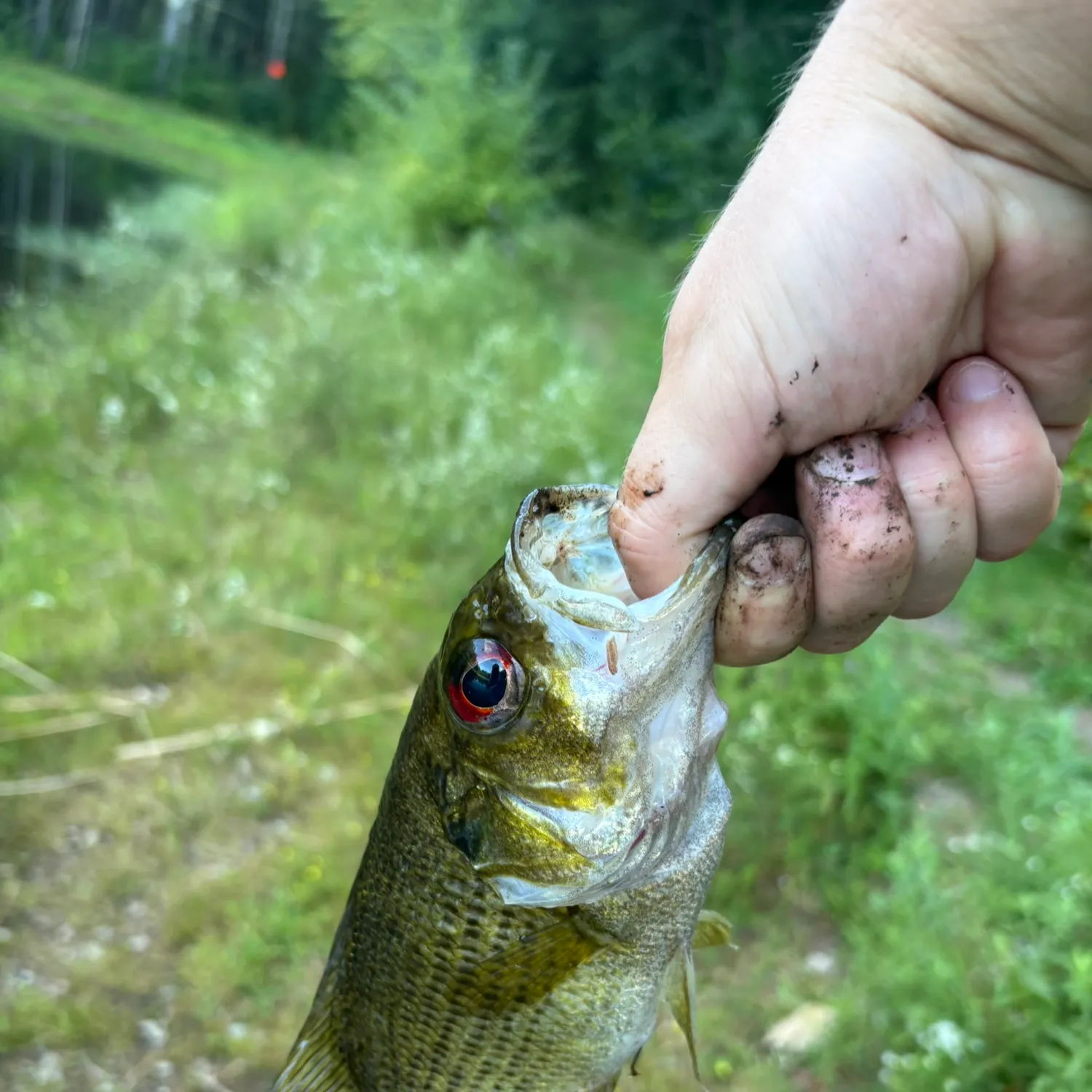 Rock bass caught on Fishbrain