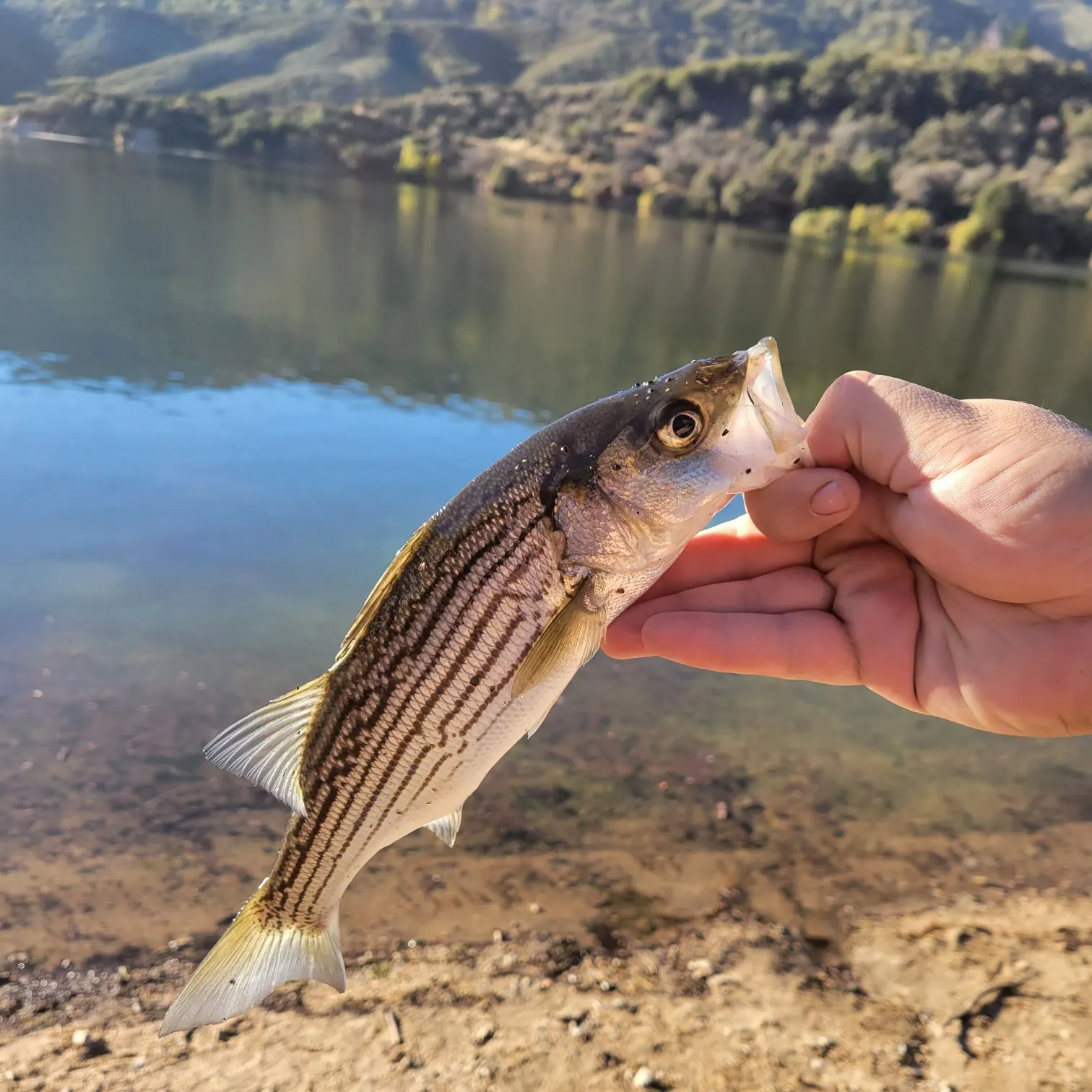 Striped bass caught on Fishbrain
