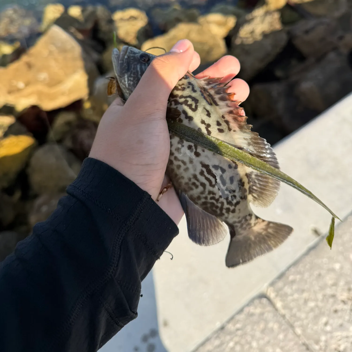 catch