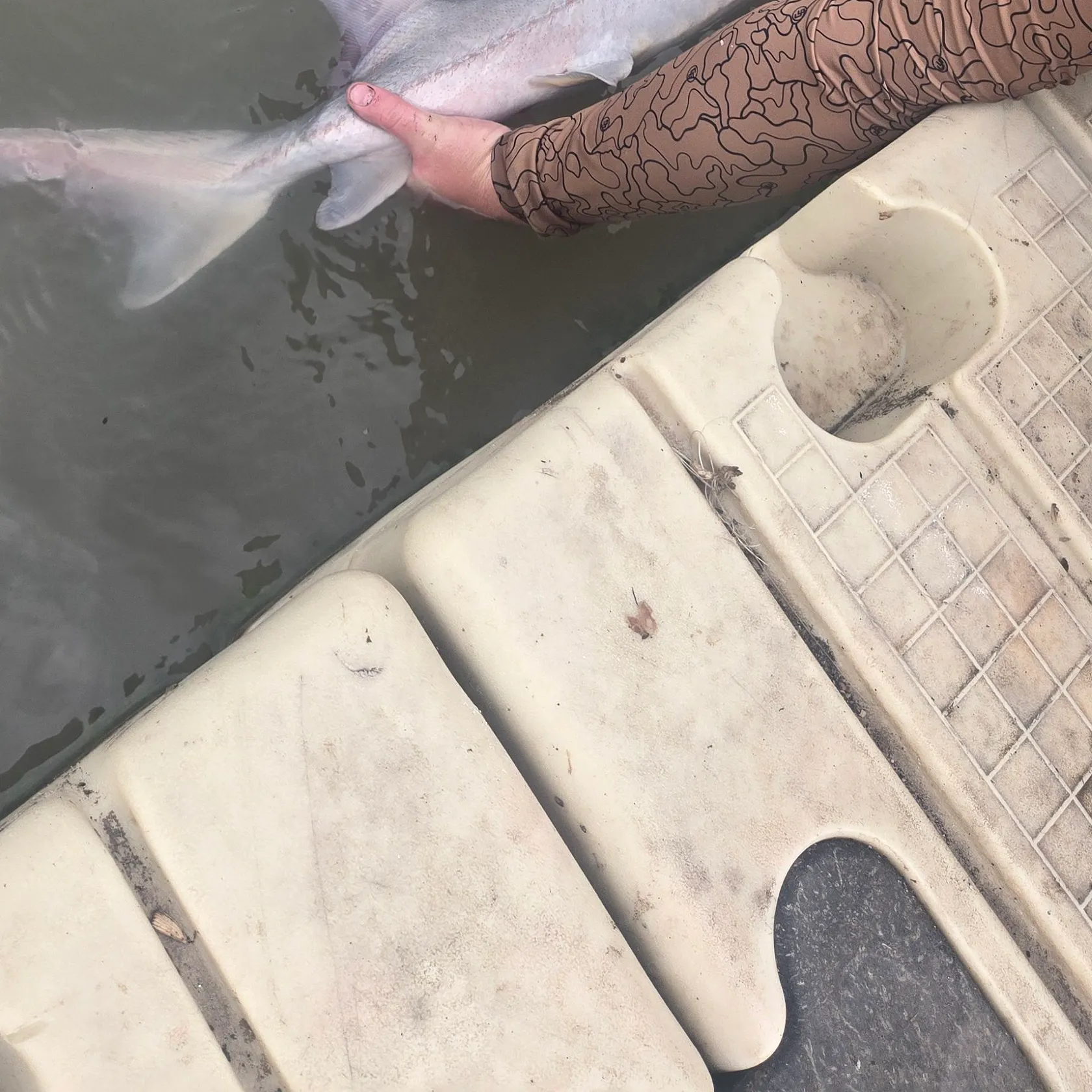 White sturgeon caught on Fishbrain