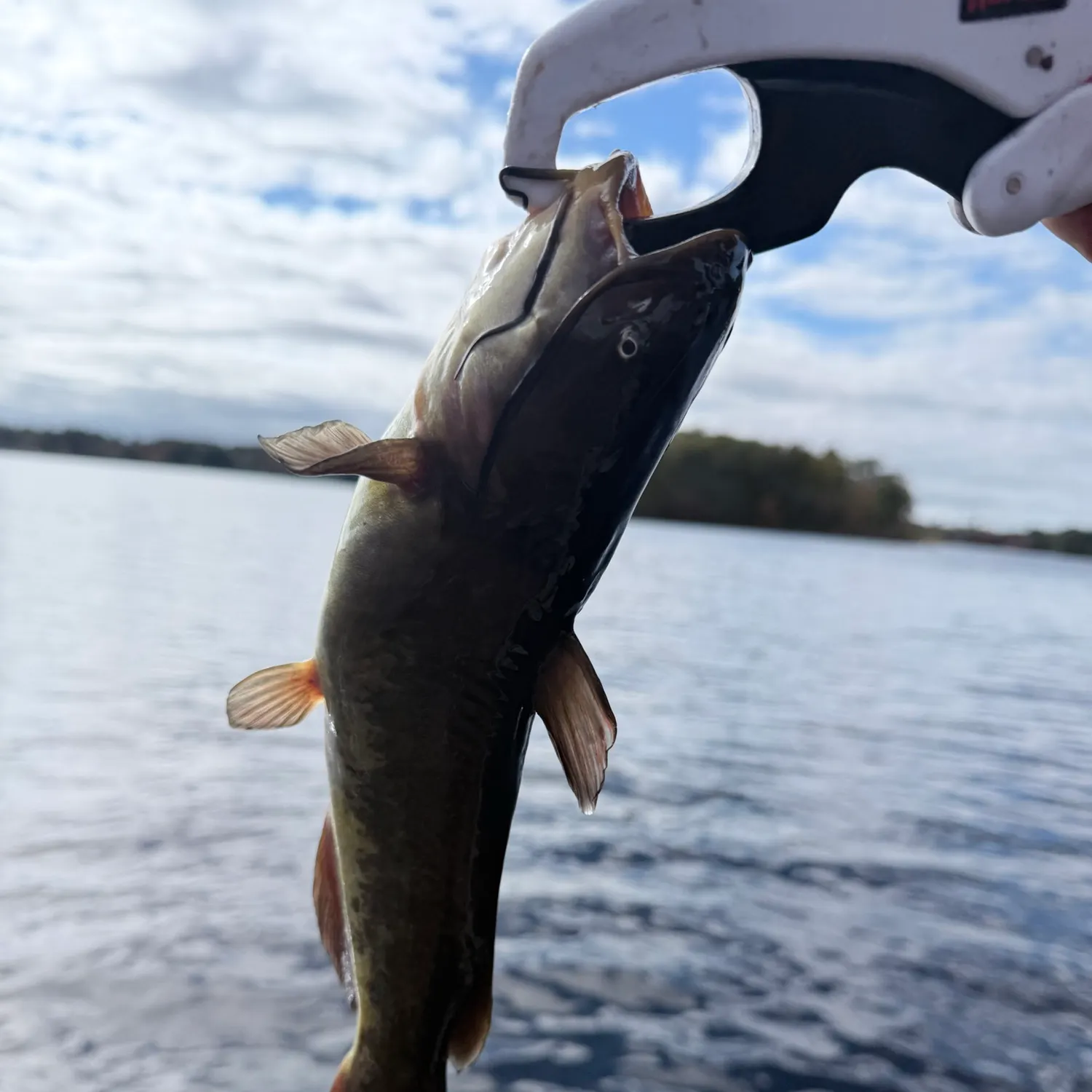 Black bullhead caught on Fishbrain