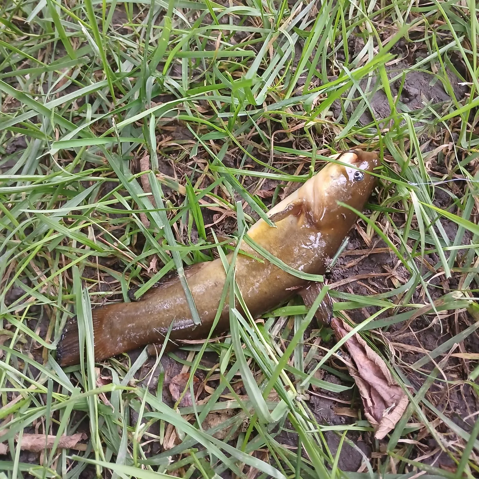 Yellow bullhead caught on Fishbrain