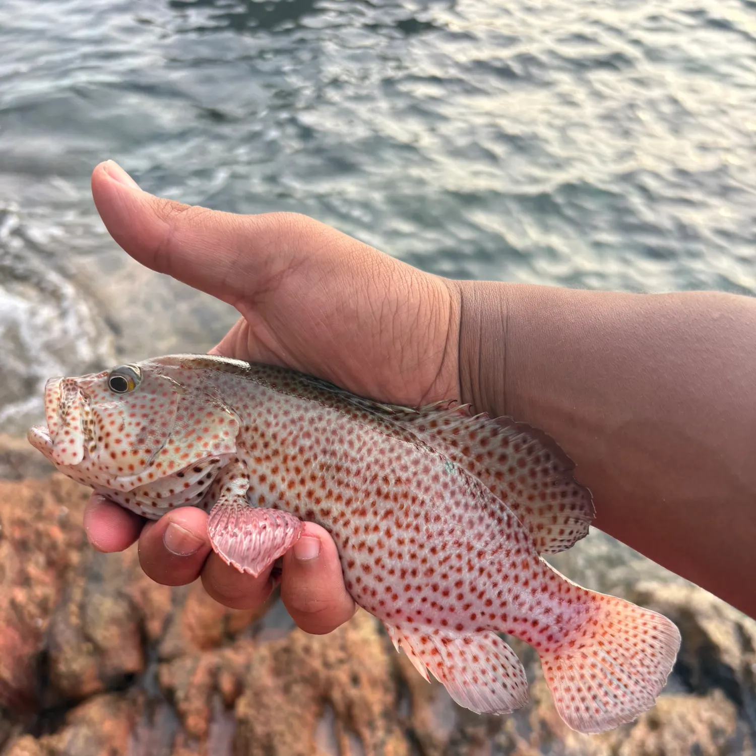 The most recent Strawberry hind catches on Fishbrain