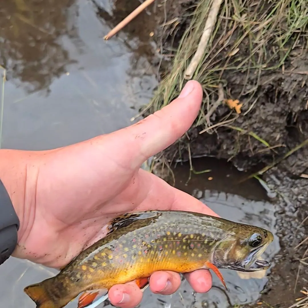 Brook trout caught on Fishbrain