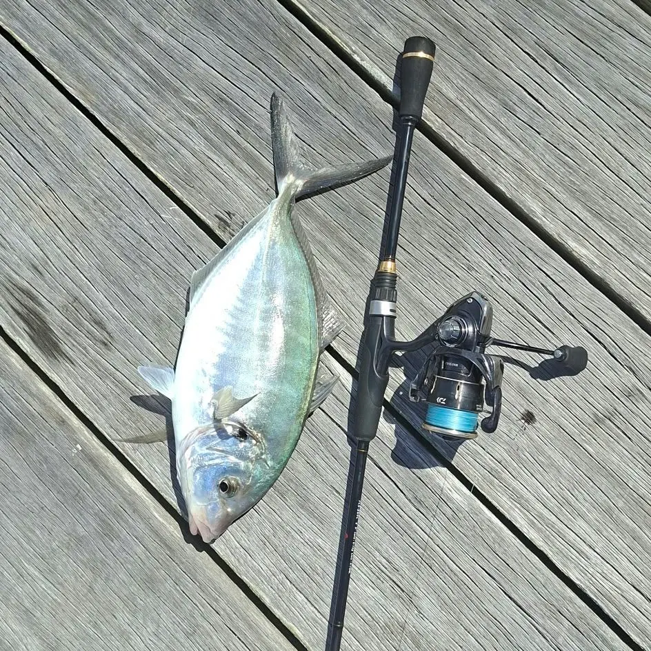 White trevally caught on Fishbrain