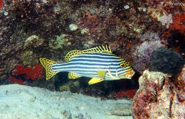 Oriental sweetlips