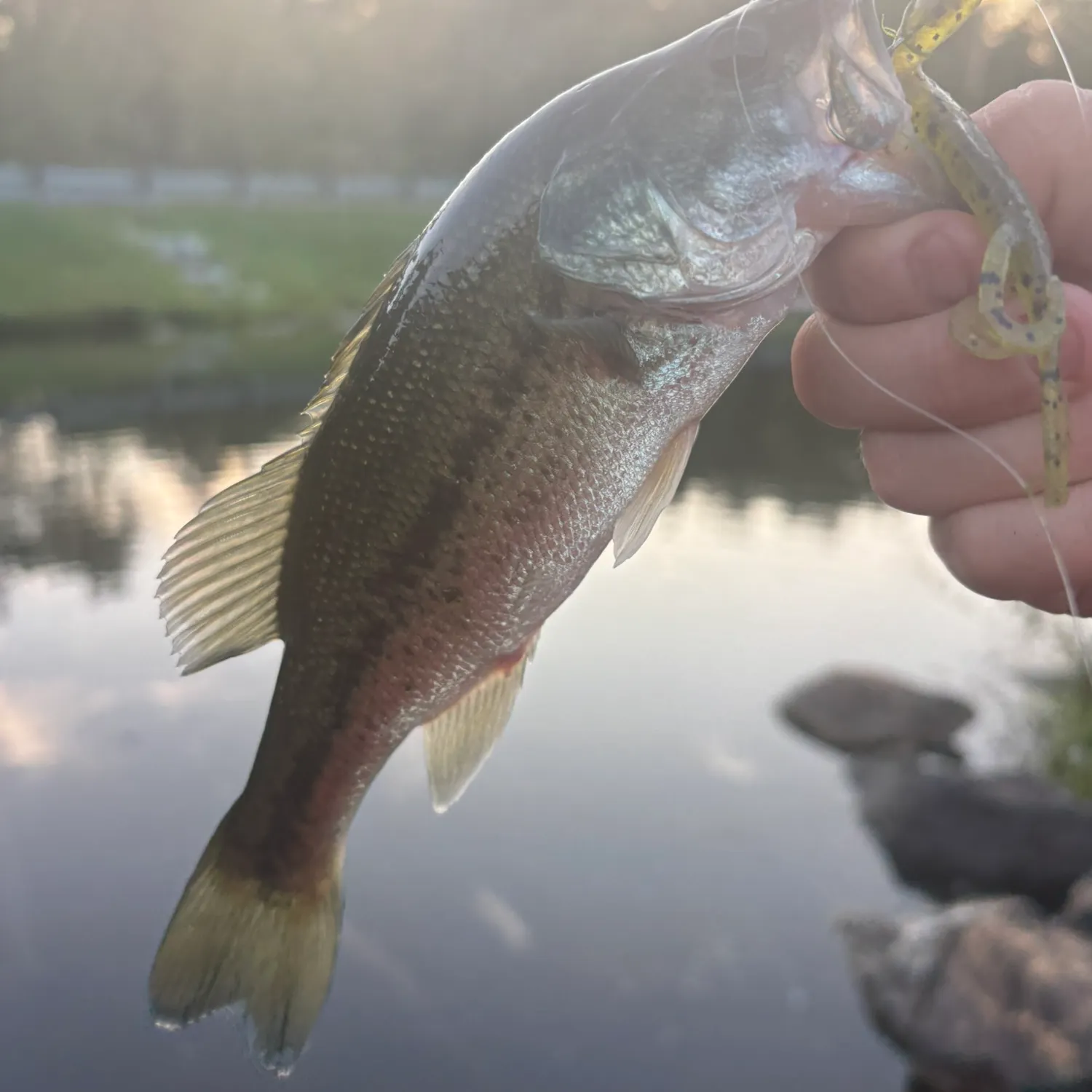 Largemouth bass caught on Fishbrain