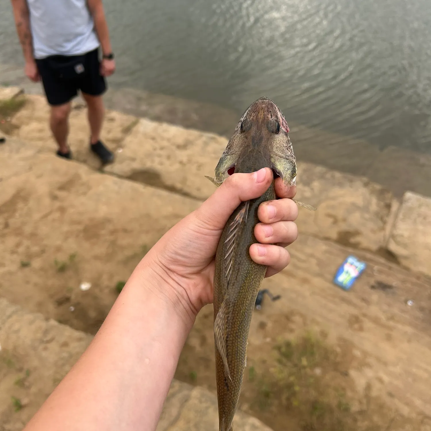 The most recent Shovelnose sturgeon catches on Fishbrain