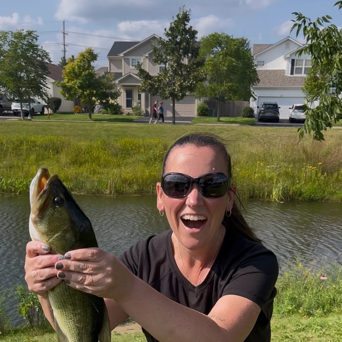 Largemouth bass caught on Fishbrain