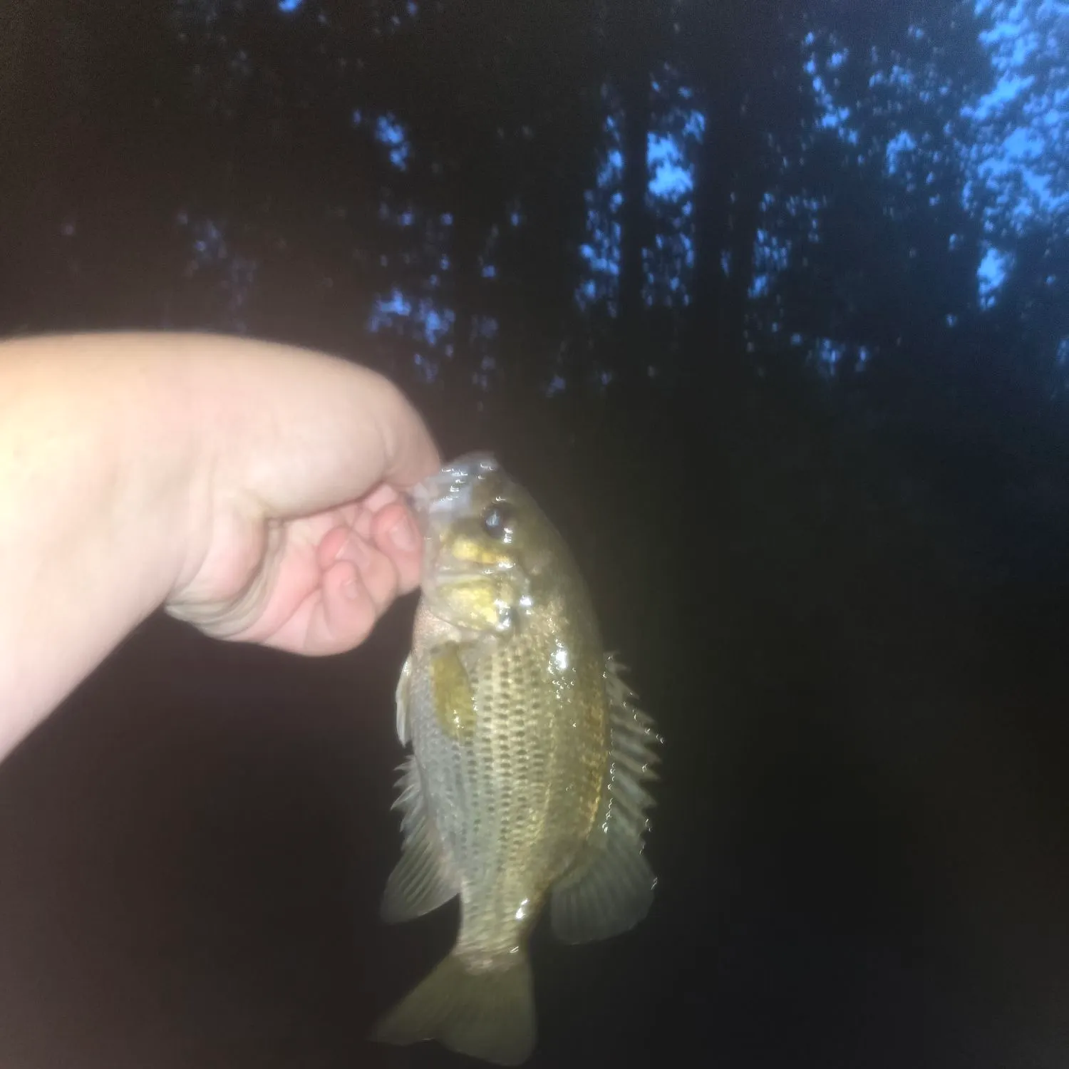 Rock bass caught on Fishbrain