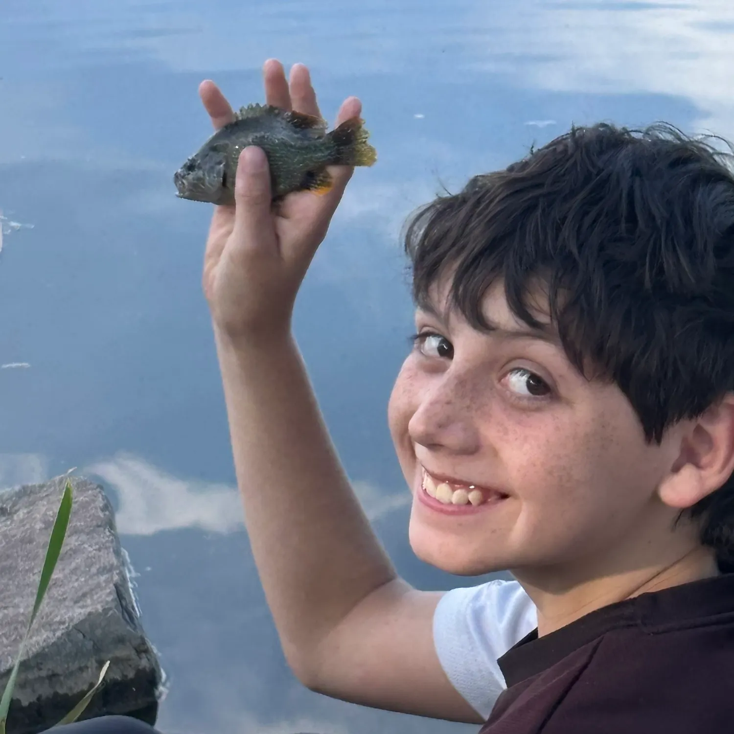 The most recent Spotted sunfish catches on Fishbrain