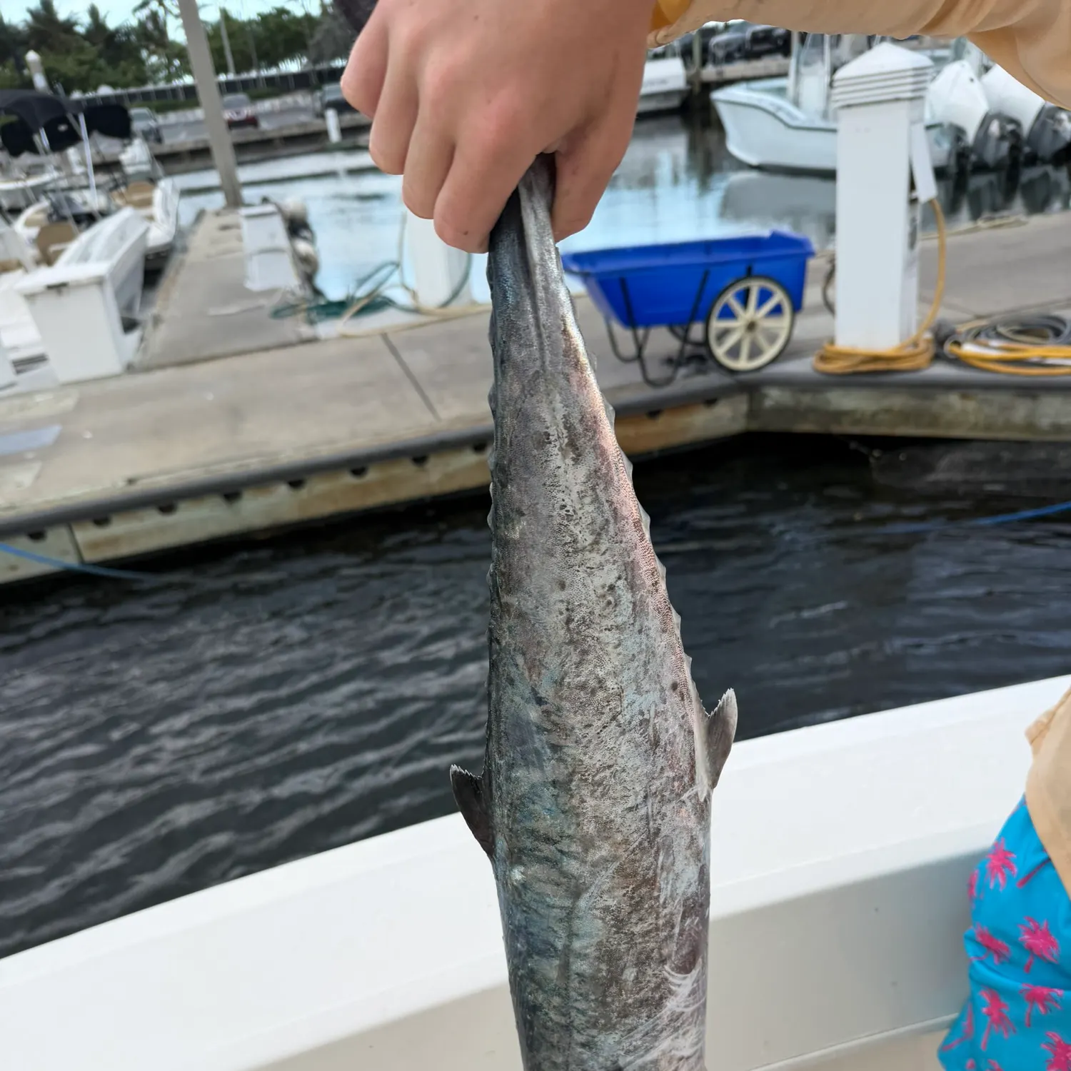 recently logged catches
