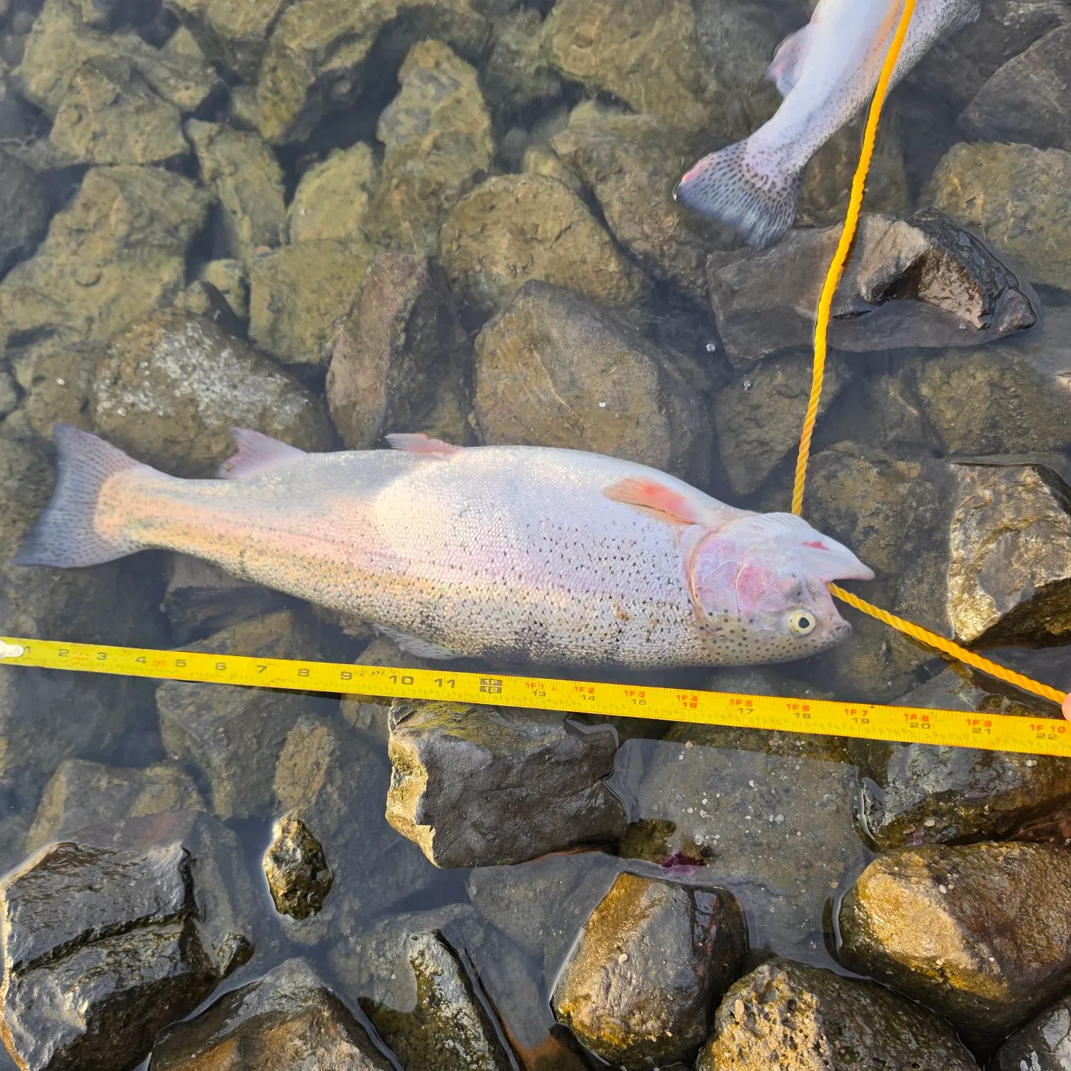 Rainbow trout caught on Fishbrain