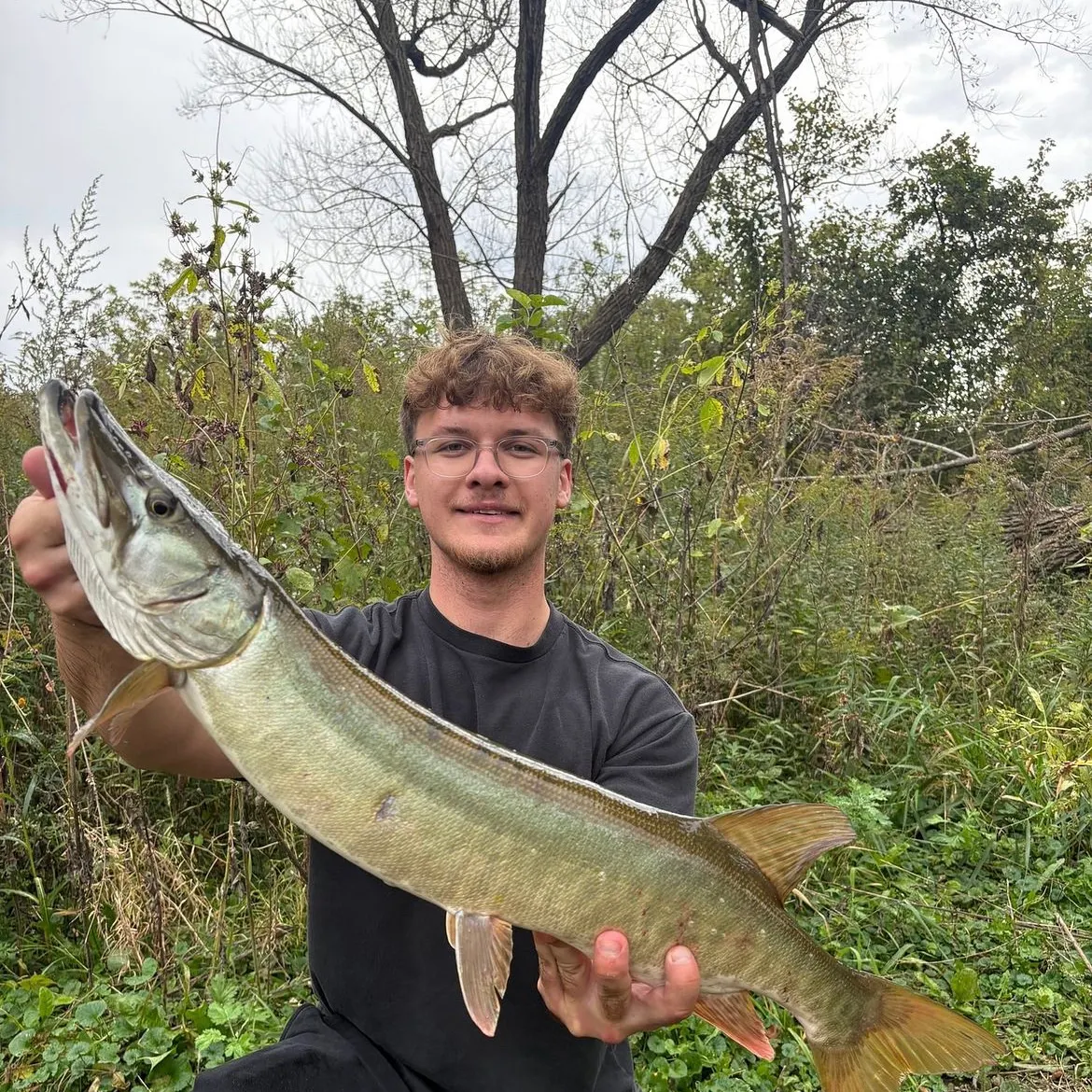 Muskie caught on Fishbrain