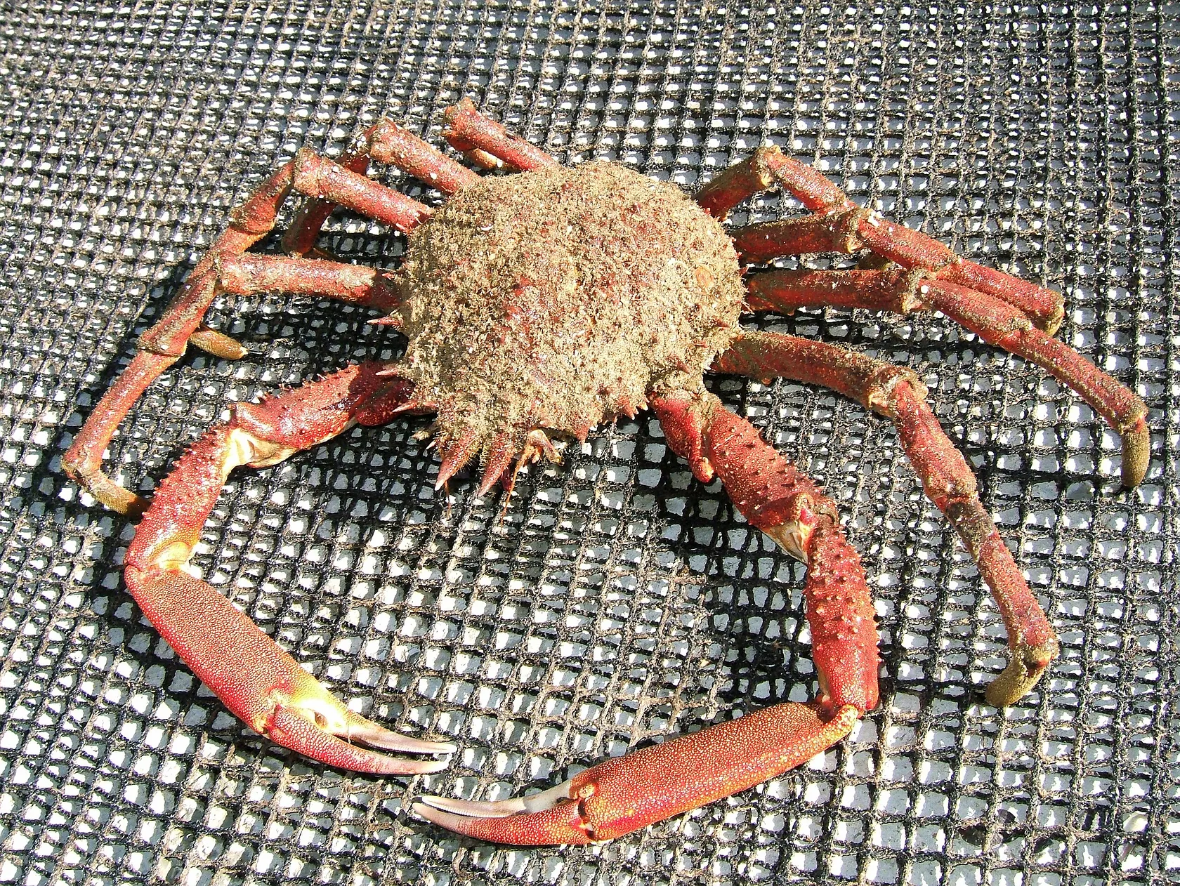 European spider crab