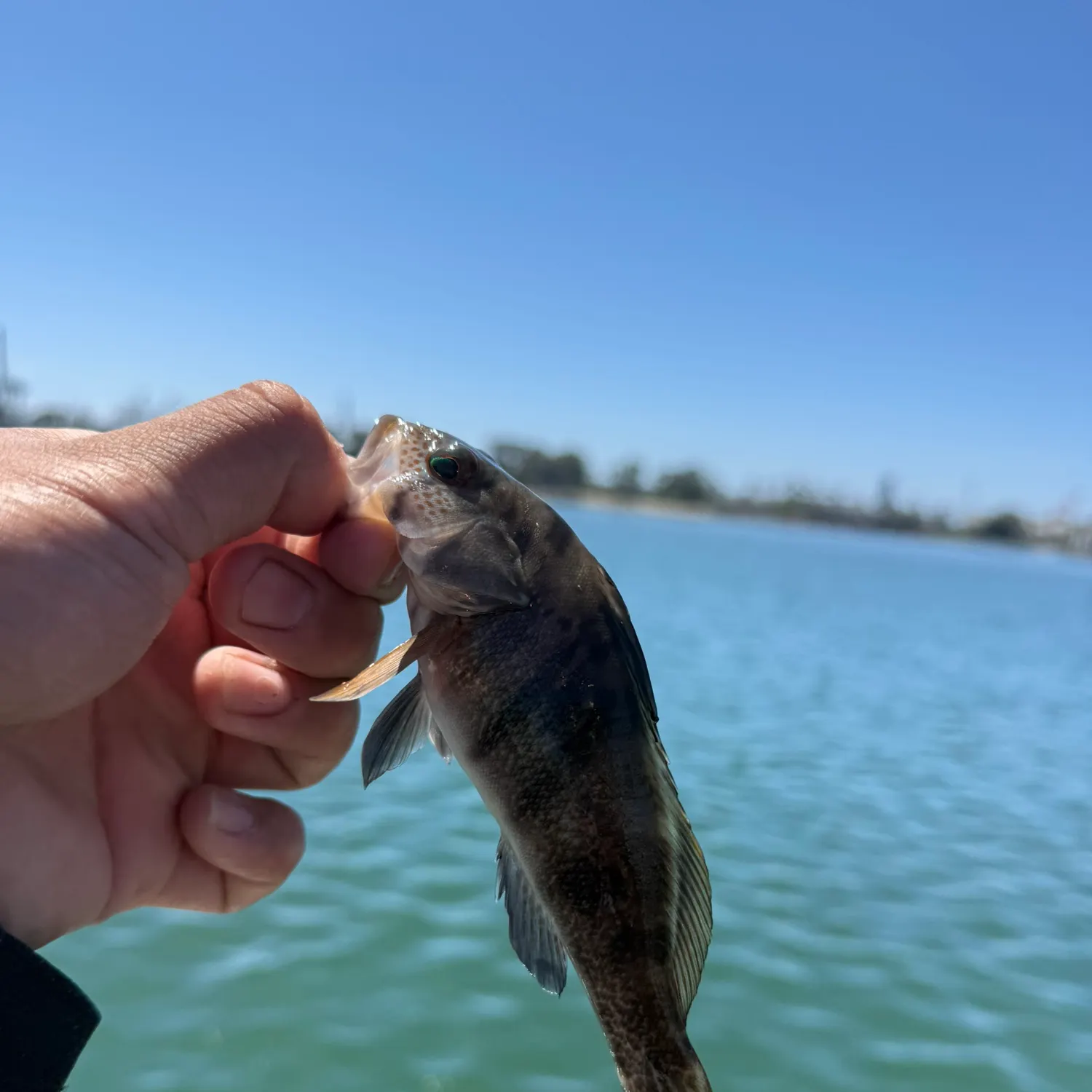 Barred sand bass caught on Fishbrain