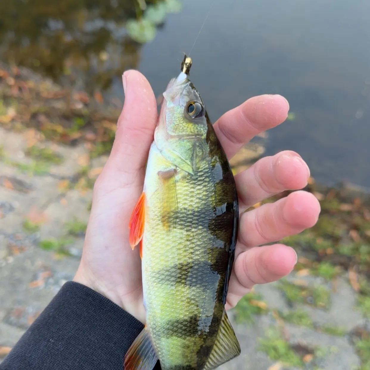 Yellow perch caught on Fishbrain