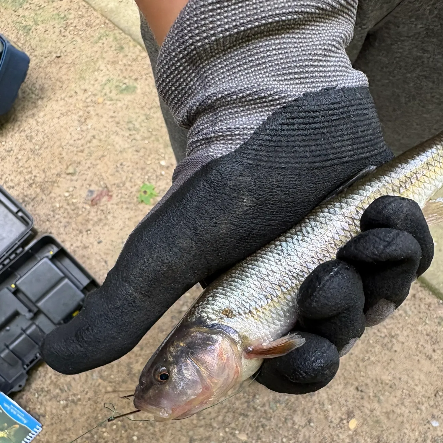 Creek chub caught on Fishbrain