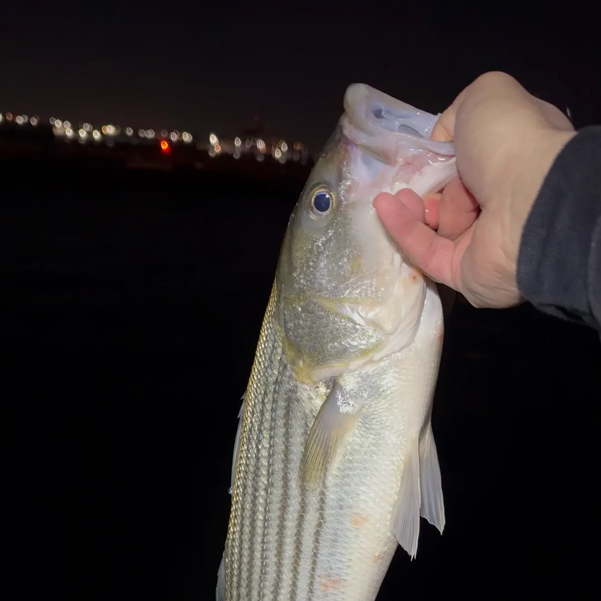 Striped bass caught on Fishbrain