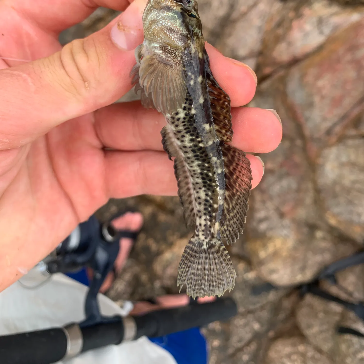 The most recent Molly miller catches on Fishbrain