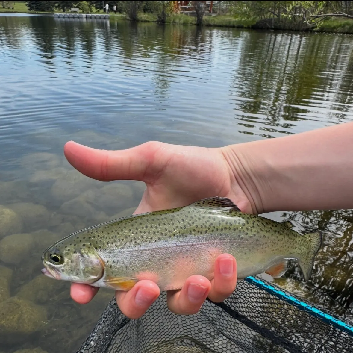 Rainbow trout caught on Fishbrain
